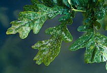 Mildew on Oak leaves (Quercus sp) UK