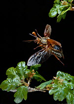 Common cockchafer / Maybug (Melolontha melolontha) in flight over Oak foliage, UK, controlled conditions