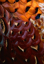 Close up of feathers of the Cock pheasant (Phasianus colchicus) UK