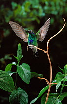 Sparkling violetear hummingbird (Colibri coruscans) perched on twig, wings spread, controlled conditions