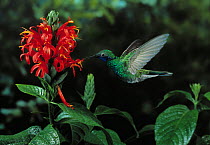 Sparkling violetear hummingbird (Colibri coruscans) hovering at flower, feeding, controlled conditions