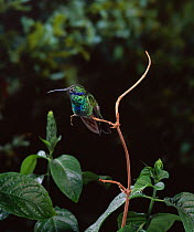 Sparkling violetear hummingbird (Colibri coruscans) perched, controlled conditions