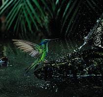 Sparkling violetear hummingbird (Colibri coruscans) bathing, controlled conditions