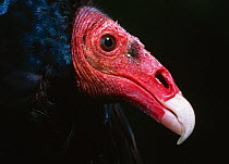 Turkey vulture (Cathartes aura) portrait, controlled conditions