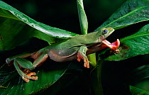 Green tree frog (Litoria caerulea) catching insect prey, controlled conditions