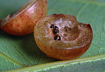 Common oak gall wasp (Cynips quercusfolii) exposed inside oak gall, UK