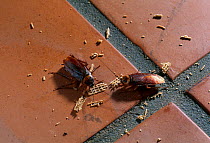 American cockroach (Periplaneta americana) feeding on food on tiled floor, UK