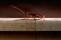 American cockroach (Periplaneta americana) UK