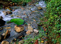 Imperial parrot (Amazona imperialis) drinking, Dominica, Windward Islands, Lesser Antilles, Caribbean, Endangered species