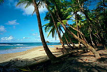 Tropical beach with palm trees, Dominica, Windward Islands, Lesser Antilles, Caribbean