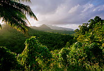 Typical landscape, Dominica, Windward Islands, Lesser Antilles, Caribbean