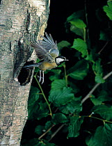 Great tit (Parus major) flying from nest hole in tree trunk, UK