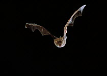 Greater horseshoe bat (Rhinolophus ferrum-equinum) in flight, UK, controlled conditions
