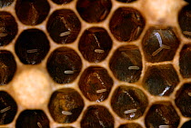 Eggs of Honey bee (Apis mellifera) in cells of comb, UK