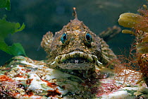 Sea scorpion fish (Taurulus bubalis) controlled conditions
