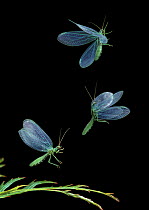 Green lacewing (Chrysopa sp) taking off, multiflash sequence of three images