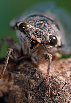 Cicada (Cicada orni) close up of head