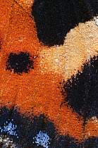 Small tortoiseshell butterfly (Aglais urticae) close up of wing scales