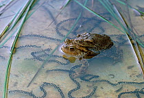 Common european toad (Bufo bufo) pair in amplexus, spawning in pond, UK