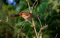 Red-tailed guan / Rufous tailed chachalaca (Ortalis ruficauda) perched, Tobago, West Indies, Caribbean