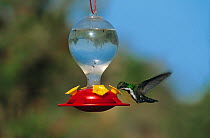 Black-throated mango hummingbird (Anthracothorax nigricollis) at nectar feeder, Tobago, West Indies, Caribbean