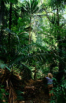 Woman birdwatching in rainforest, Central Forest Reserve NP, Tobago, West Indies, Caribbean