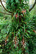 Bromeliad in flower in rainforest, Tobago, West Indies