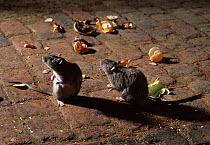 Brown rats (Rattus norvegicus) on garden terrace beside vegetable and fruit peelings, UK, controlled conditions