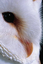 Barn owl (Tyto alba) close up of eye, UK, controlled conditions