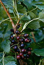 Blackcurrant fruit (Ribes nigrum) on bush, UK