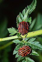 Harlequin shield bugs (Graphosoma italicum) two on foliage, controlled conditions, Europe