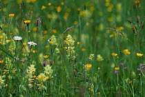 Meadow flowers including Oxeye Daisy /Marguerite (Leucanthemum vulgare), Yellow rattle (Rhinanthus minor) and Knapweed and Meadow Buttercup, UK