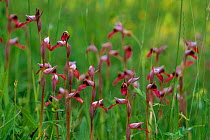 Tongue orchid (Serapias lingua) flowers