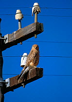 Greater kestrel (Falco rupicoloides) perched on telegraph pole, South Africa