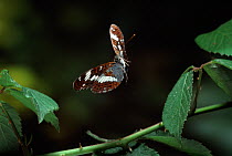 White admiral butterfly (Limenitis camilla) in flight, controlled conditions
