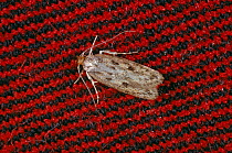 Brown house moth (Hofmannophila pseudospretella) on cloth, a household pest, UK