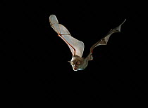 Greater horseshoe bat (Rhinolophus ferrumequinum) in flight, UK, controlled conditions