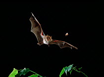 Greater horseshoe bat (Rhinolophus ferrumequinum) in flight chasing flying moth, UK, controlled conditions