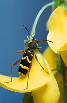 Wasp beetle (Clytus arietus) on flower, UK