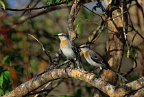 Tropical mockingbird (Mimus gilvus) two perched on branch, Tobago, West Indies, Caribbean, March
