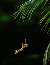 Flying / Parachute gecko (Ptychozoon sp) gliding, controlled conditions