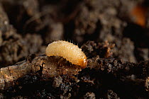 Vine weevil larva (Otiorhynchus sulcatus) UK