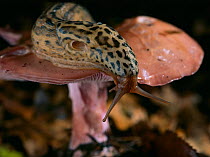 Great grey / Leopard slug (Limax maximus) on toadstool showing operculum, UK, controlled conditions