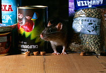 Brown rat (Rattus norvegicus) amongst tins and supplies in larder, UK, controlled conditions