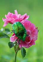 Chafer beetle (Cetonia cuprea) on rose flower, UK