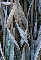 Frost on dead reeds, UK
