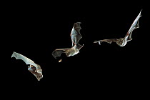 Greater horseshoe bat (Rhinolophus ferrum-equinem) in flight, chasing moth prey, multiflash sequence of three images, UK
