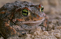 Natterjack toad (Bufo calamita) portrait, UK, controlled conditions