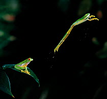 Red eyed tree frog (Agalychnis callidryas) jumping, multiflash sequence of two images