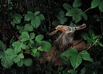 Robin (Erithacus rubecula) flying to nest with insect prey, UK